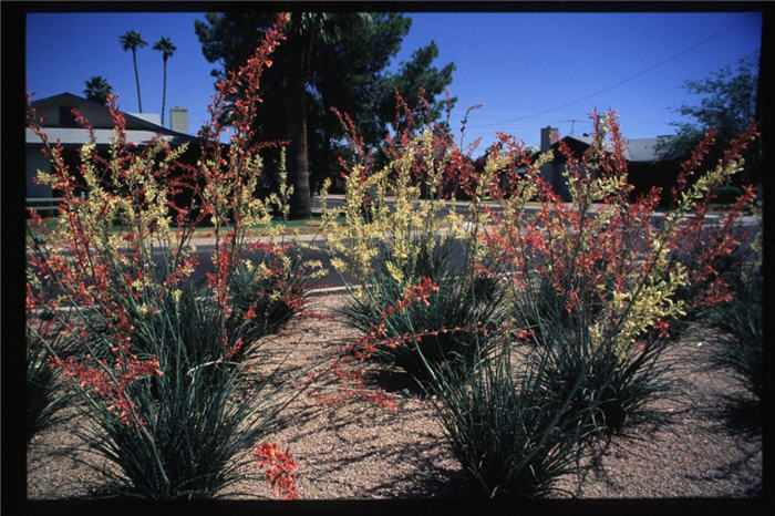 Hesperaloe parviflora 'Duet'