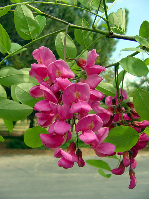 Robinia X ambigua 'Idahoensis'