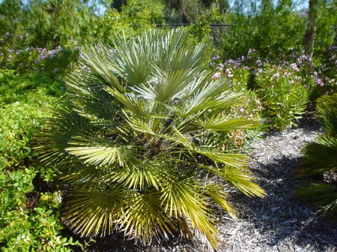 Chamaerops humilis