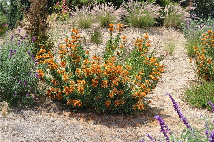 Plant photo of: Leonotis leonorus