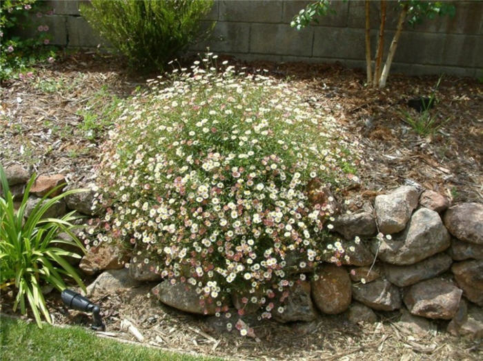 Erigeron karvinskianus