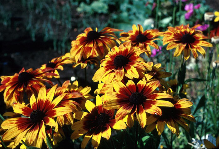 Rudbeckia fulgida