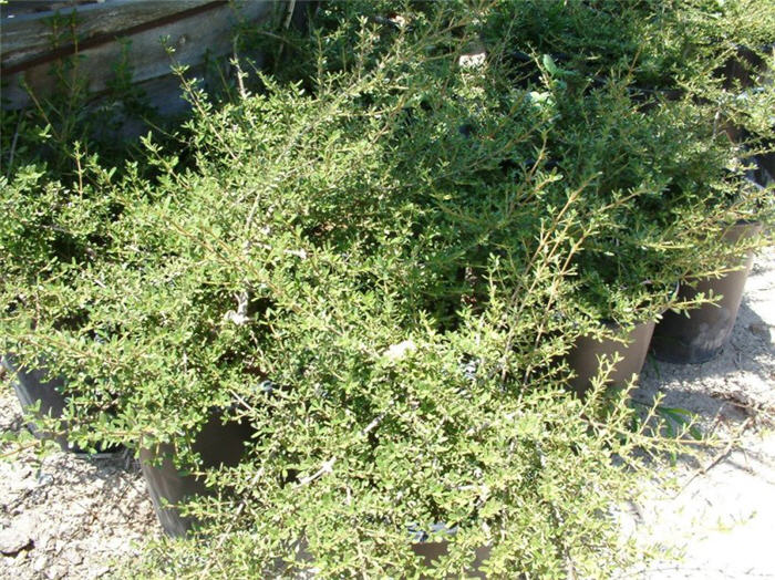 Creeping Mirror Plant