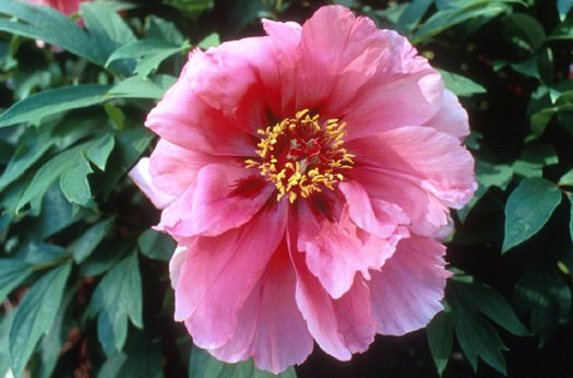 Plant photo of: Paeonia  'Flying Swallow in Red Dress