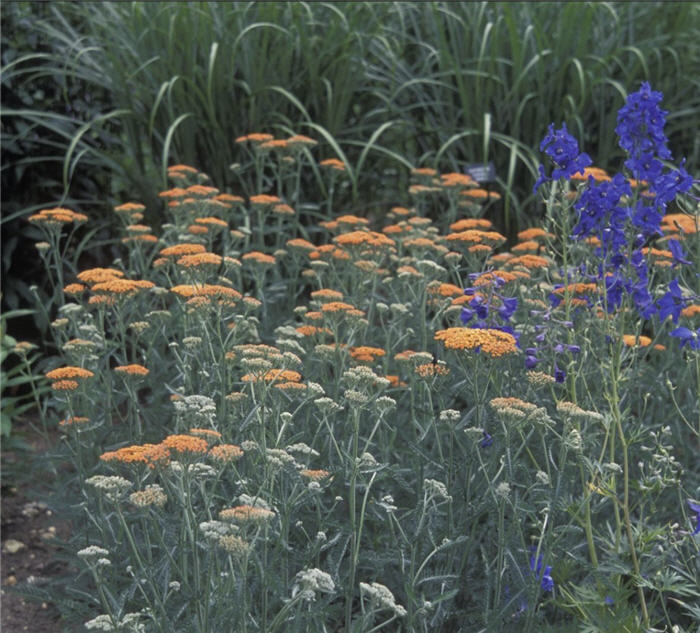 Terra Cotta Yarrow