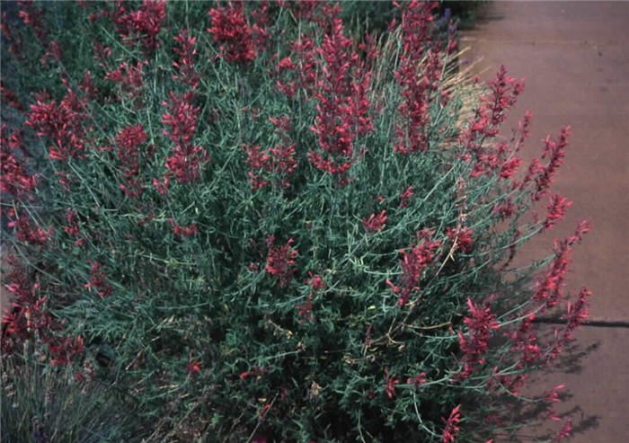 Agastache rupestris