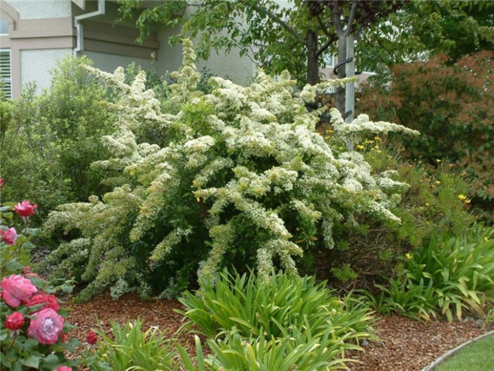 Plant photo of: Pyracantha coccinea