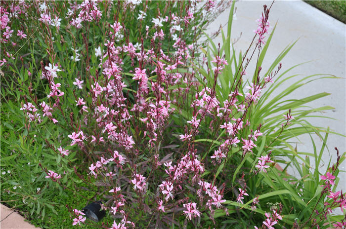 Whirling Butterflies White Gaura