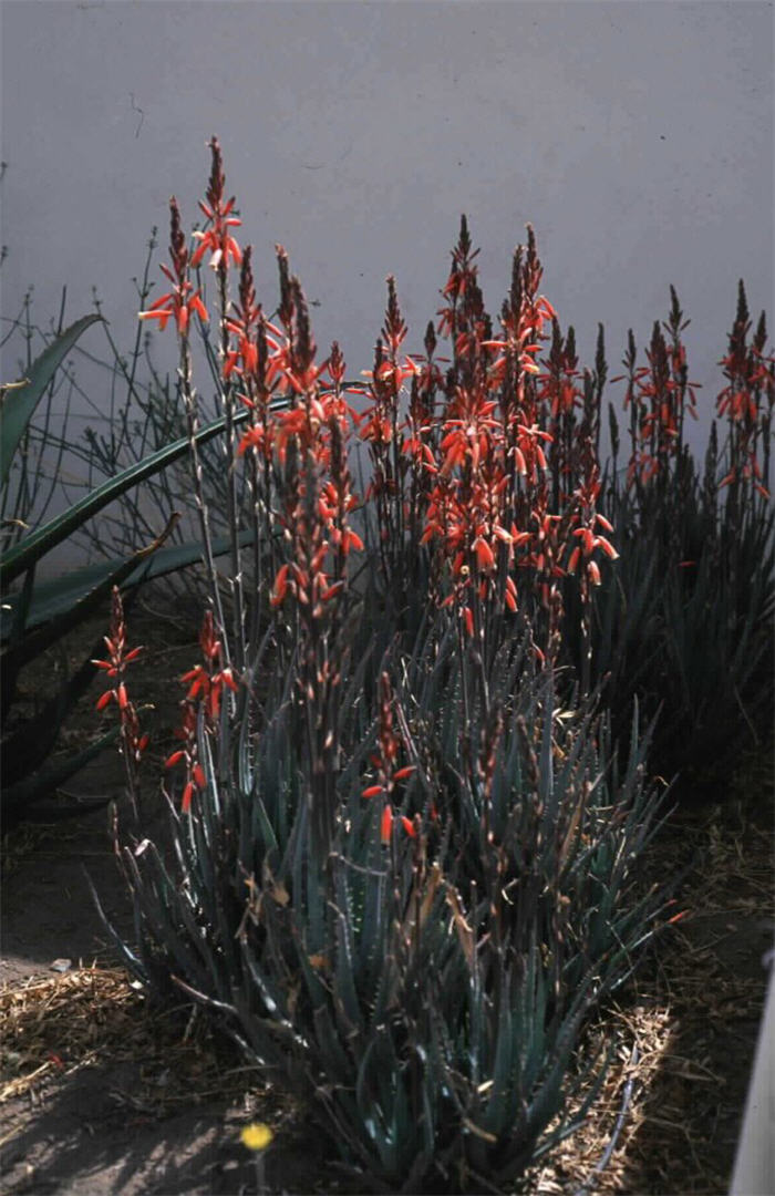 Aloe hybrid 'Blue Elf'