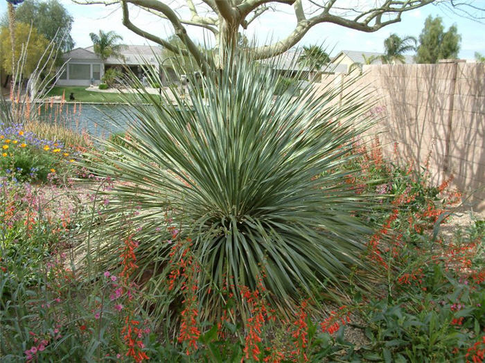 Desert Spoon, Sotol