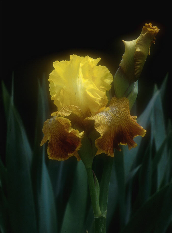 Plant photo of: Iris Bearded 'Bengal Tiger'