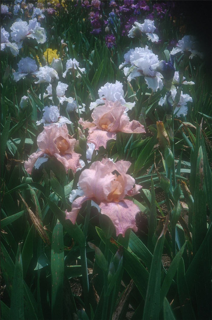 Beverly Sills Bearded Iris