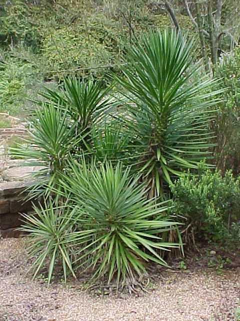 Yucca aloifolia