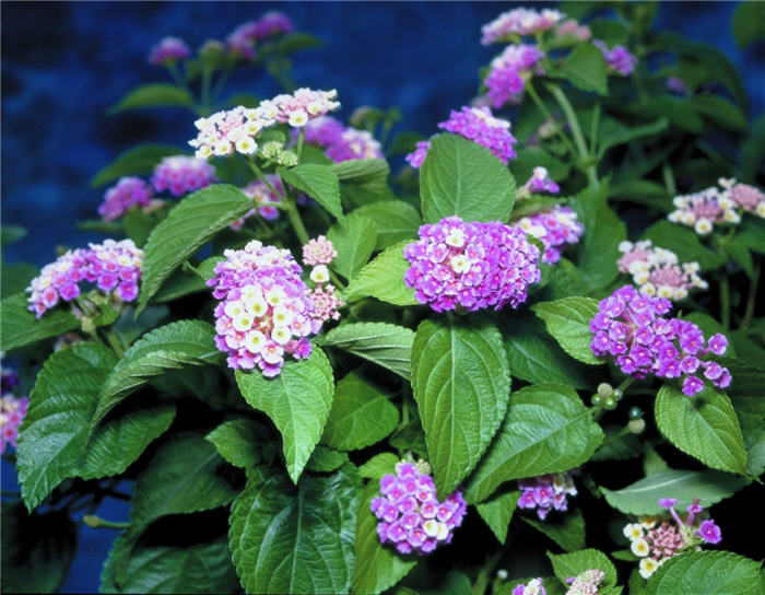 Plant photo of: Lantana Patriot Classic Passion