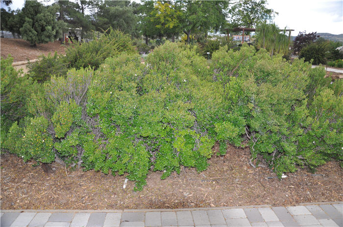 Cushion Coyote Brush/Bush