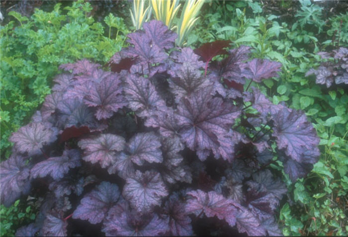 Heuchera 'Amethyst Mist'