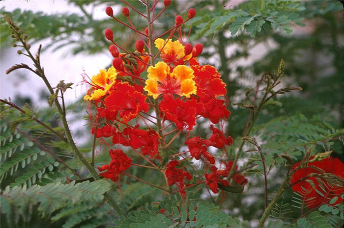 Plant photo of: Caesalpinia pulcherrima