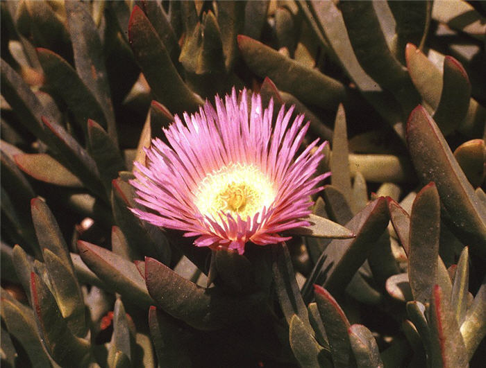 Plant photo of: Carpobrotus chilensis