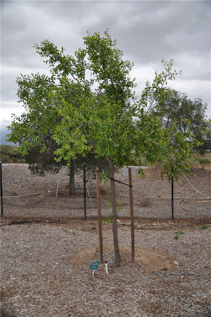 Plant photo of: Ziziphus jujuba