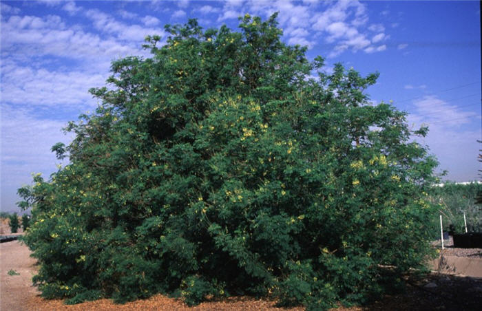 Caesalpinia mexicana