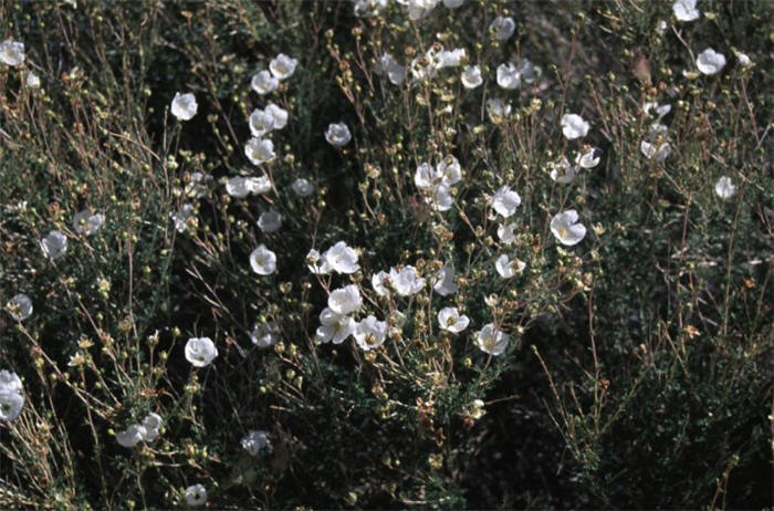 Apache Plume