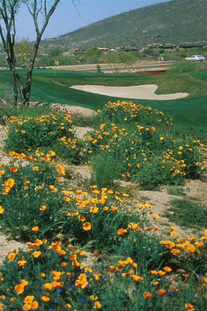 Plant photo of: Eschscholzia mexicana