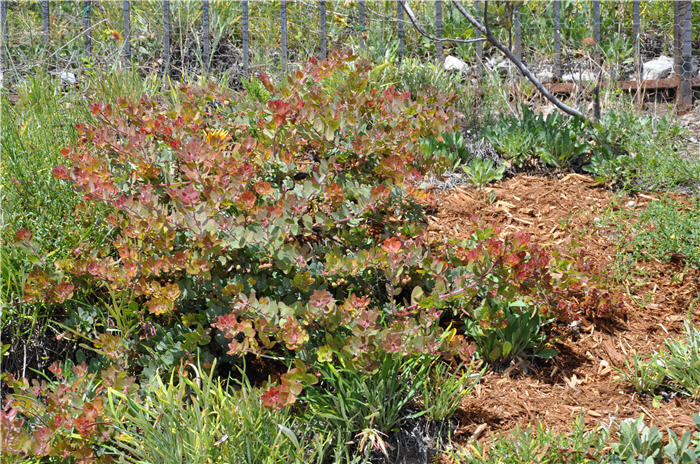 Plant photo of: Arctostaphylos 'John Dourley'