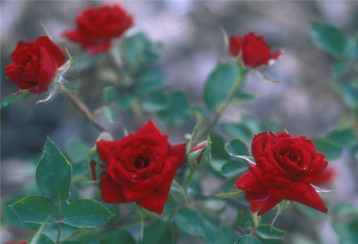 Don Juan Climbing Rose