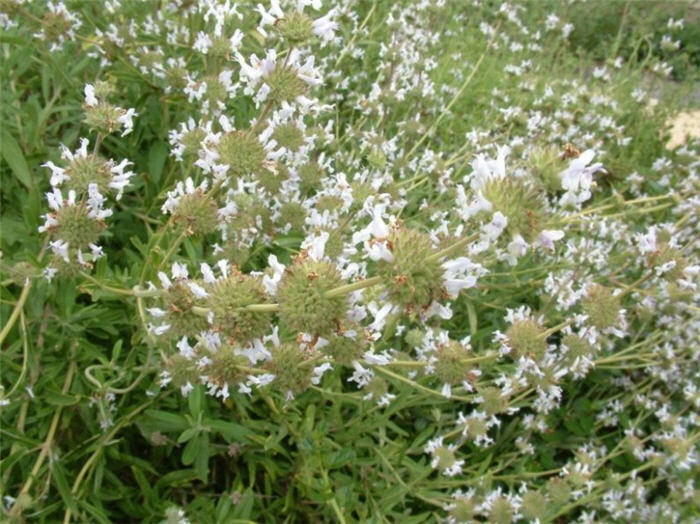 Salvia mellifera