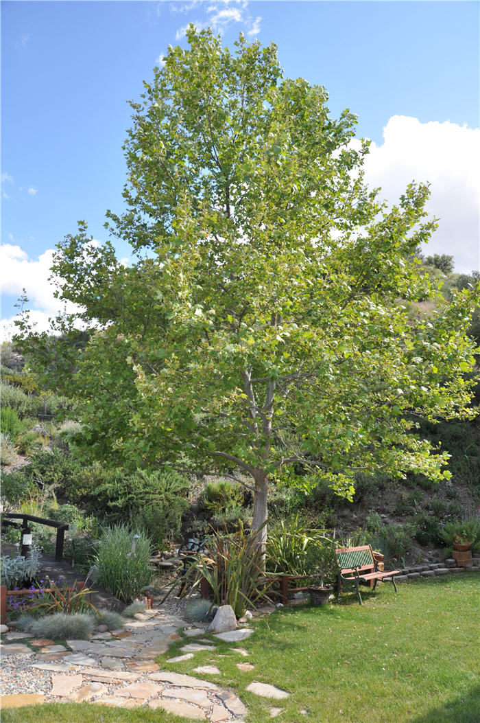 Plant photo of: Platanus racemosa