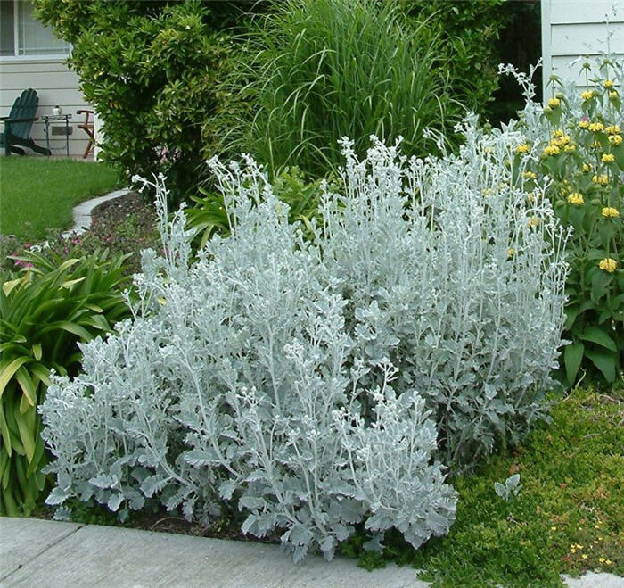 Senecio cineraria