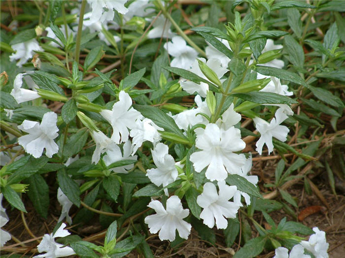 Mimulus 'Verity White'