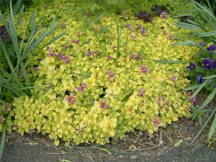 Lamium maculatum 'Aureum'