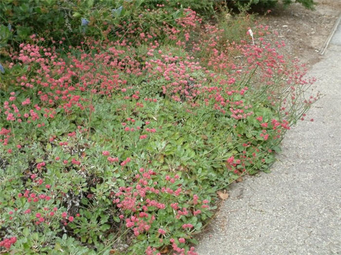 Plant photo of: Eriogonum grande v. rubescens