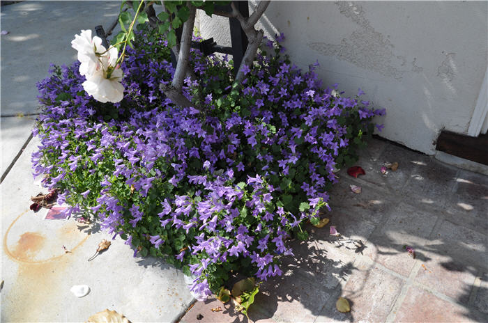 Plant photo of: Campanula portenschlagiana