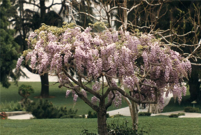 Lavender Pink  Japanese Wisteria