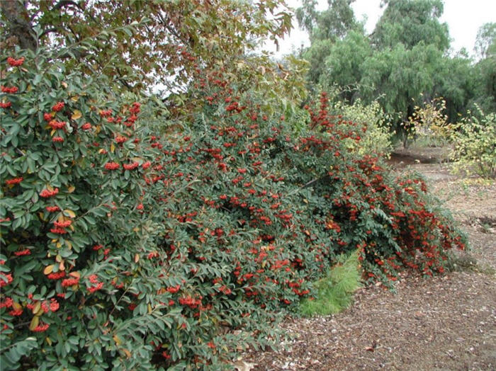 Cotoneaster lacteus