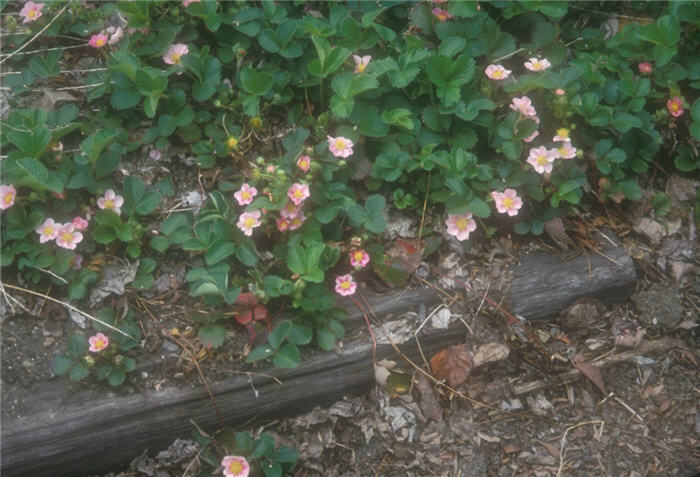 Fragaria 'Pink Panda'