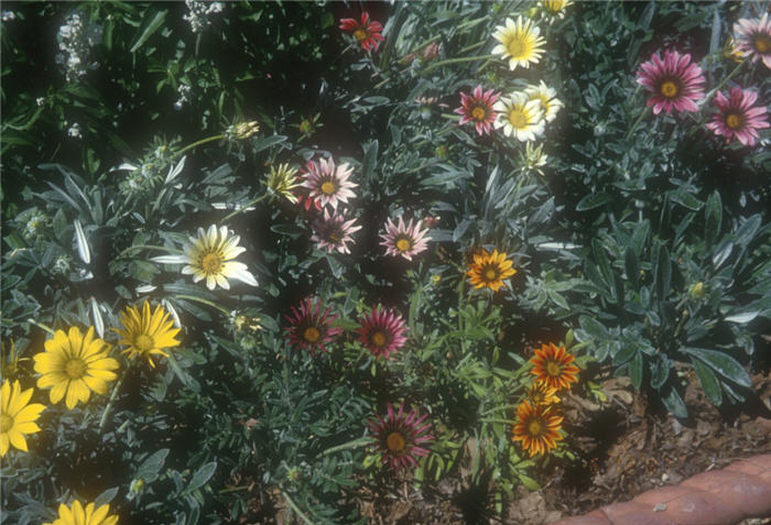 Hybrid Gazanias