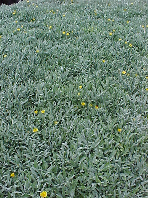 Trailing Gazania, Treasure Flower