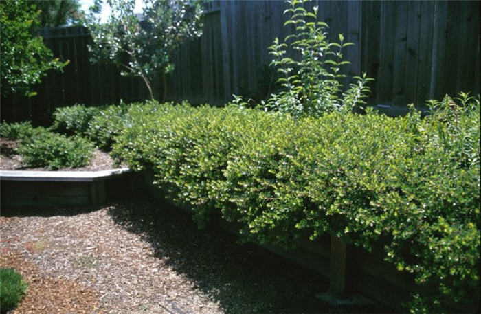 Plant photo of: Arctostaphylos  'Emerald Carpet'