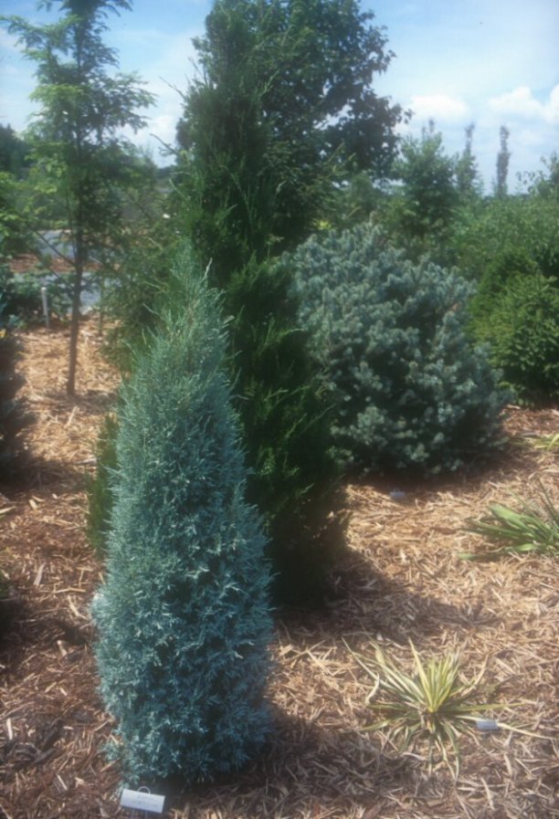 Gray Gleam Columnar Juniper