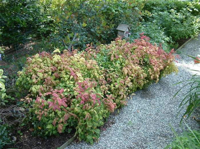 Plant photo of: Nandina domestica 'Nana'