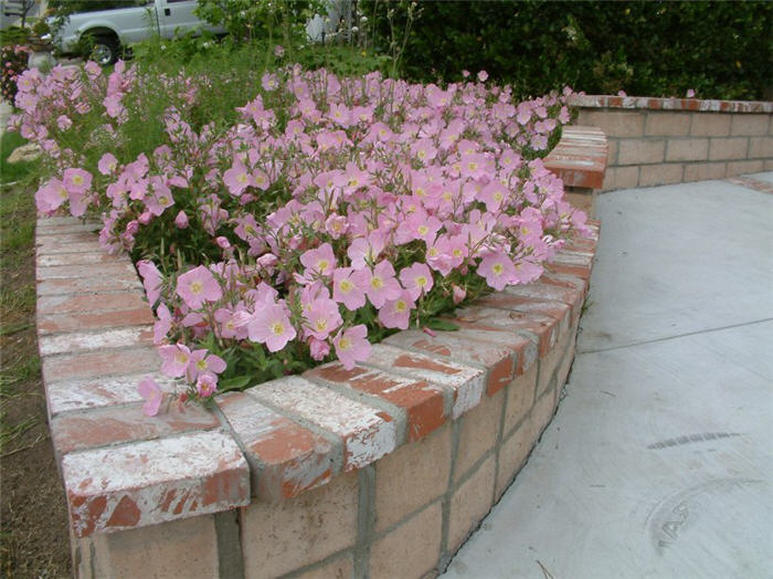 Plant photo of: Oenothera speciosa 'Rosea'