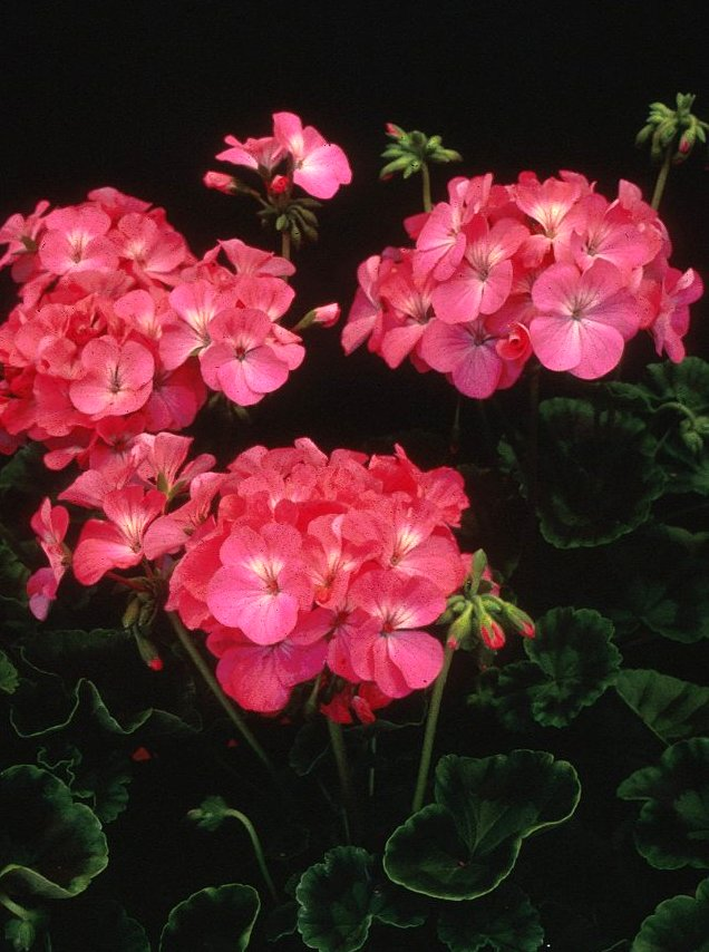 Pelargonium X hortorum