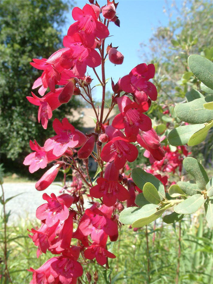 Penstemon hybrids 'Ruby King'