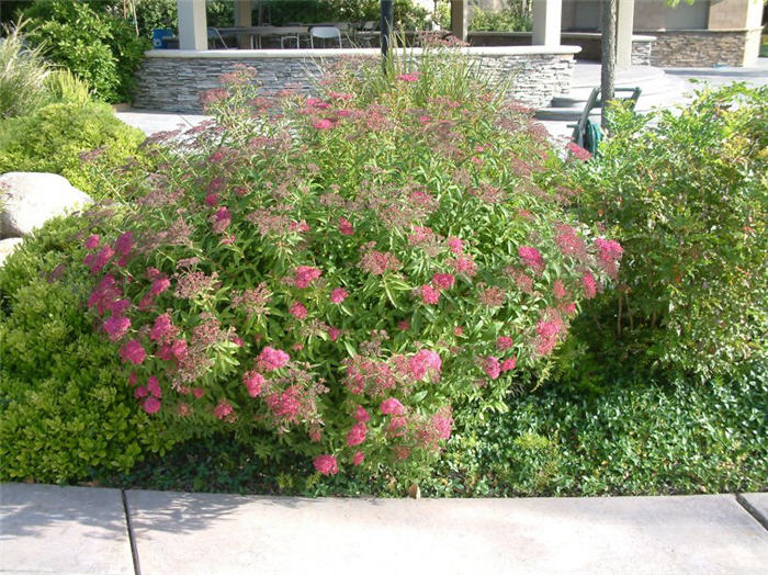 Plant photo of: Spiraea japonica 'Anthony Waterer'