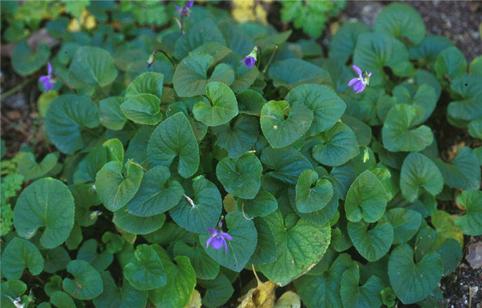 Viola odorata