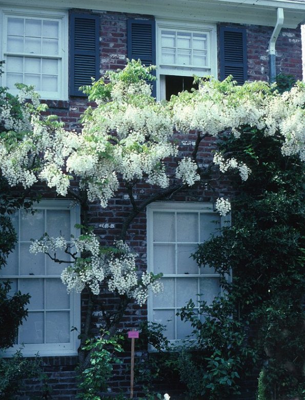 Wisteria sinensis 'Alba'