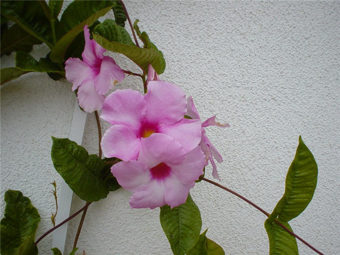 Mandevilla hybrids